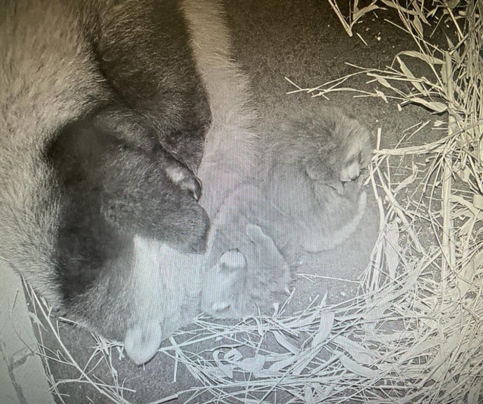 Calgary Zoo red panda parents ‘Udaya’ and ‘Linus’ welcomed their second litter – a set of twins.