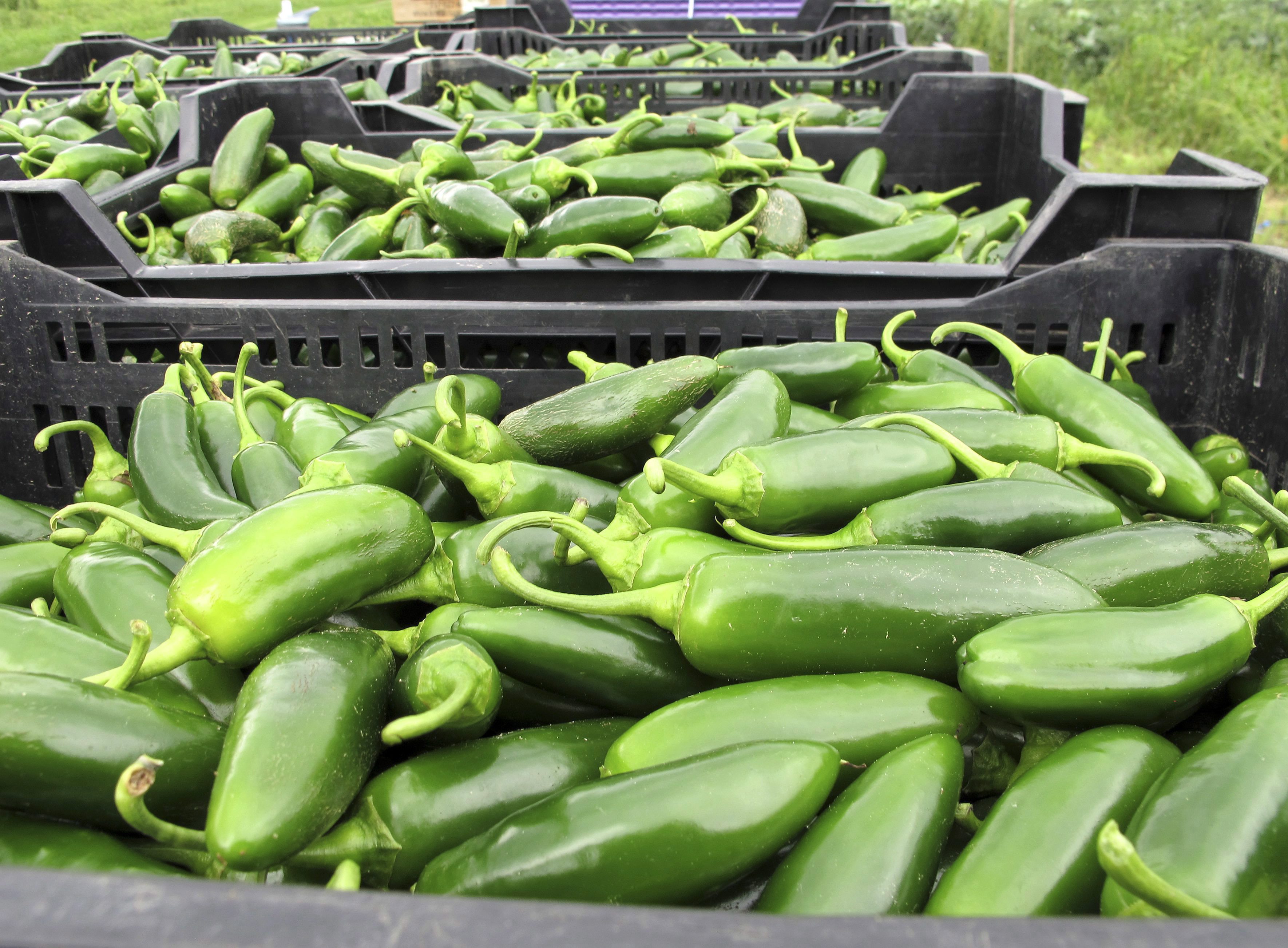 Why Canadian hot sauce makers are sweating over a drought in Mexico – National | 24CA News