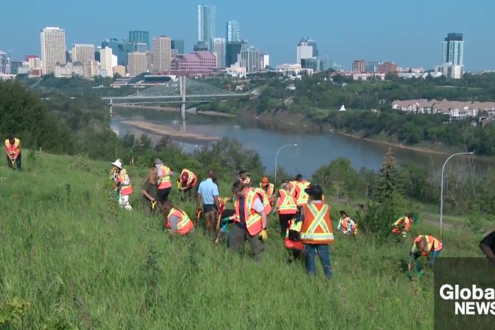 Greener As We Grow project: 1.5M trees to be planted in Edmonton