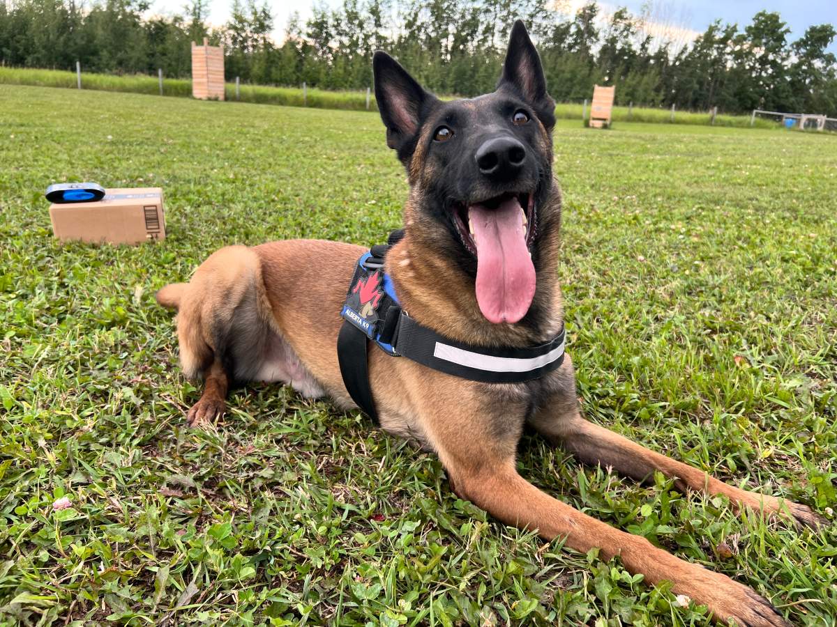 Torch, the 3.5 year old Belgium Malinois with Alberta Canine.