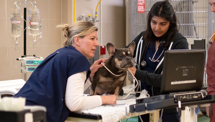 A dog is being treated at the Ontario Veterinary College.