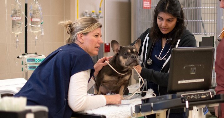 More space for Ontario Veterinary College’s Health Sciences Centre’s intensive care unit  | Globalnews.ca