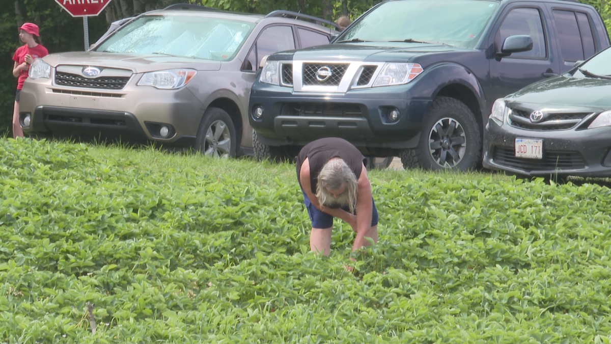 ‘A staple of the community’ Fredericton Upick hoping to secure new