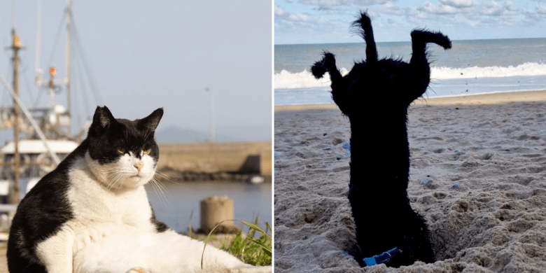 Funny furballs aplenty vie for Comedy Pet Photography Awards