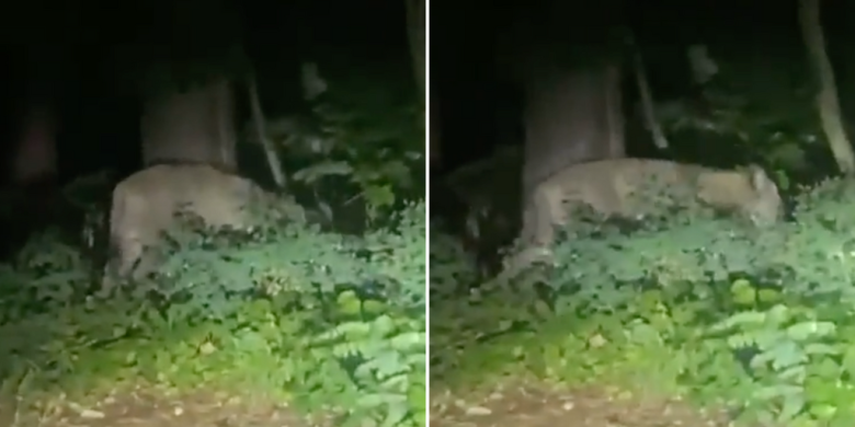 'Lioness' on the loose near Berlin may actually be a wild boar