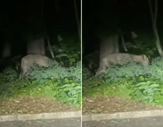 Escaped circus lion captured after prowling the streets of Italian