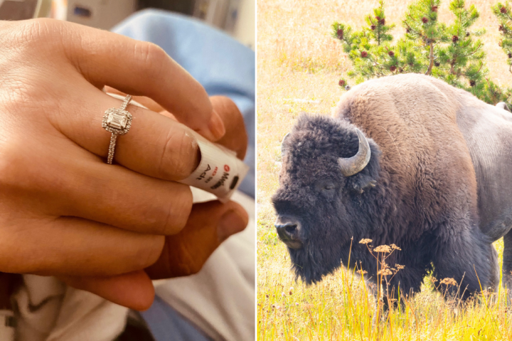 Woman gored by bison at Yellowstone gets engaged in hospital