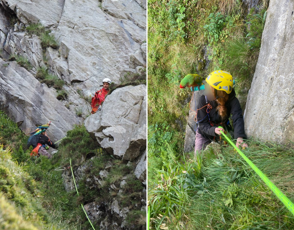 A woman was belayed down a mountain by rescuers after she got stuck trying to reach her frightened pet parrot.