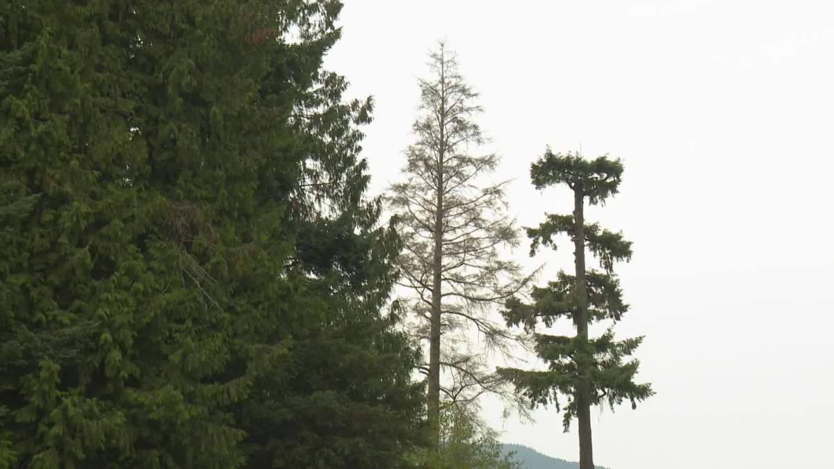 Trees seen in Stanley Park, B.C. in 2023. The Manitoba government plans to plant one million trees per year as part of Canada's 2 Billion Trees program.