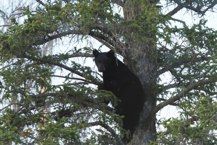 Calgary triggers wildlife waste bylaw after bear reports in southwest neighbourhood