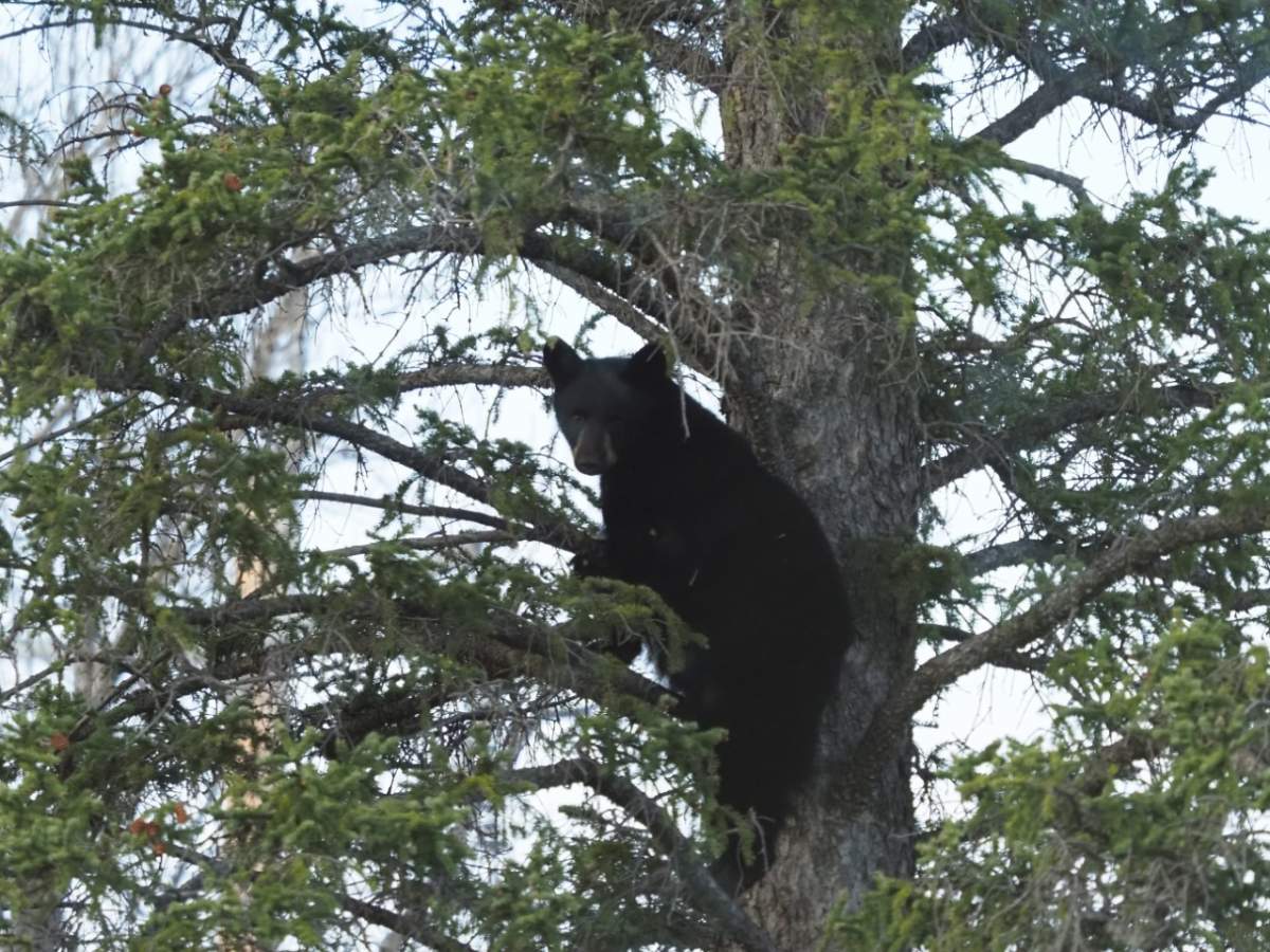 A bear sighting in the SW Calgary community of Discovery Ridge is prompting concerns over the storage of residential garbage.