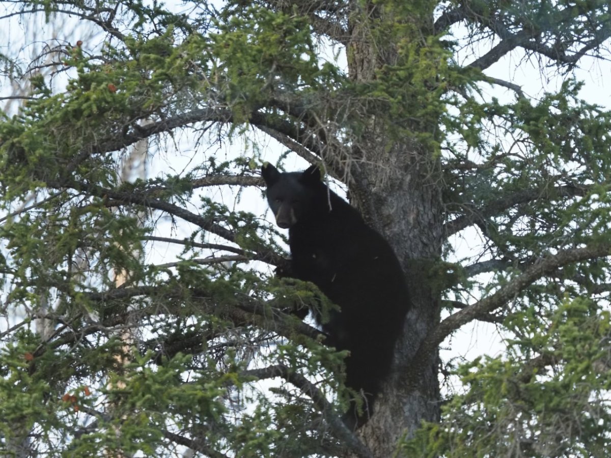 A black bear found in Calgary's Discovery Ridge neighbourhood in October 2022.