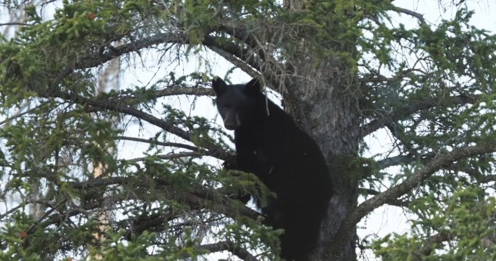 Неотдавнашно наблюдение на мечка в югозападната част на Калгари може