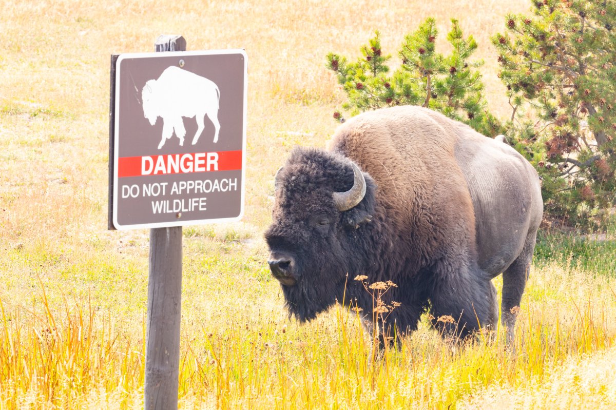 A bison standing near a danger sign in Yellowstone National Park.