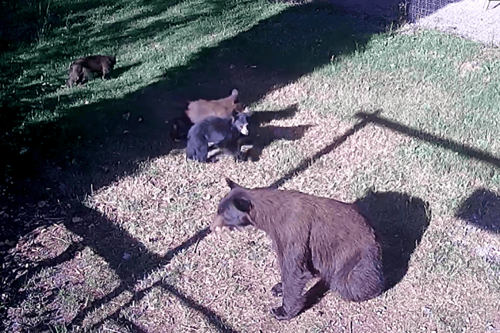 More farmers in Maple Ridge complain of black bears killing poultry, livestock - Vimarsana News