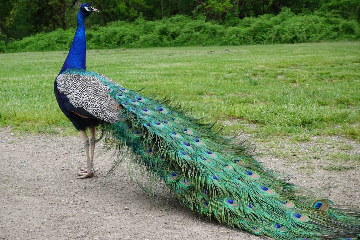 Cambridge ships Churchill Park peacocks to rescue farm after more than 25-year stay - Vimarsana News