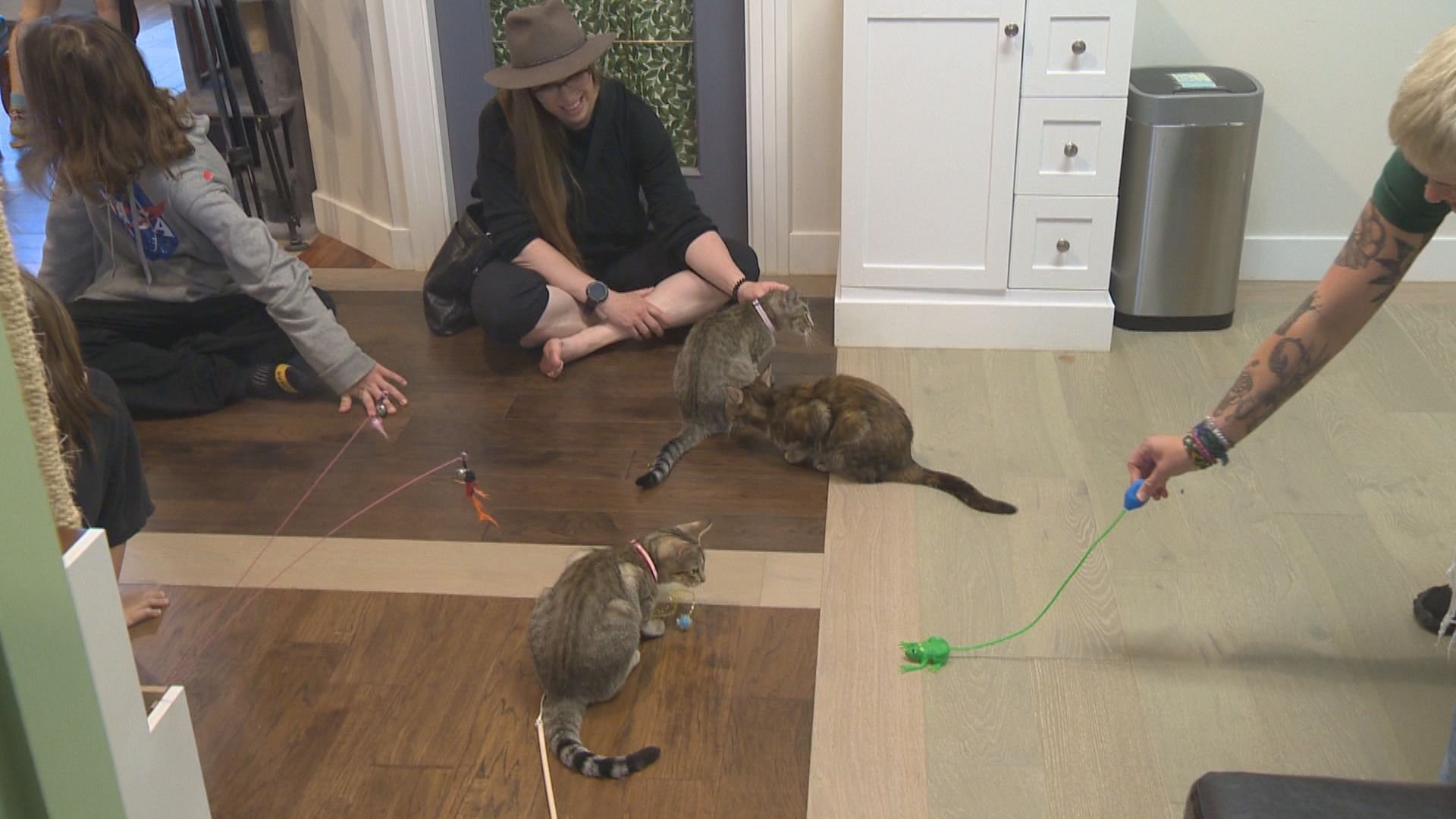 Okanagan cat cafe approves multiple adoptions in first week - Okanagan - Vimarsana News