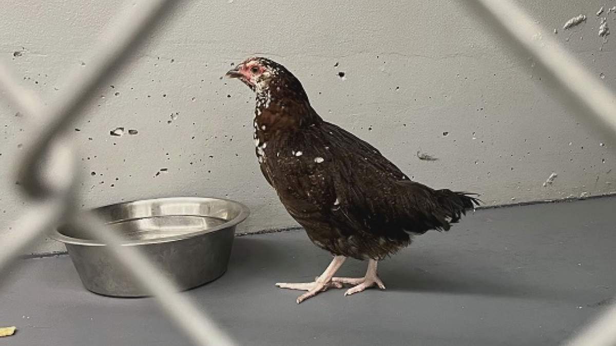Police are looking for the owner of this chicken, which was found Thursday.