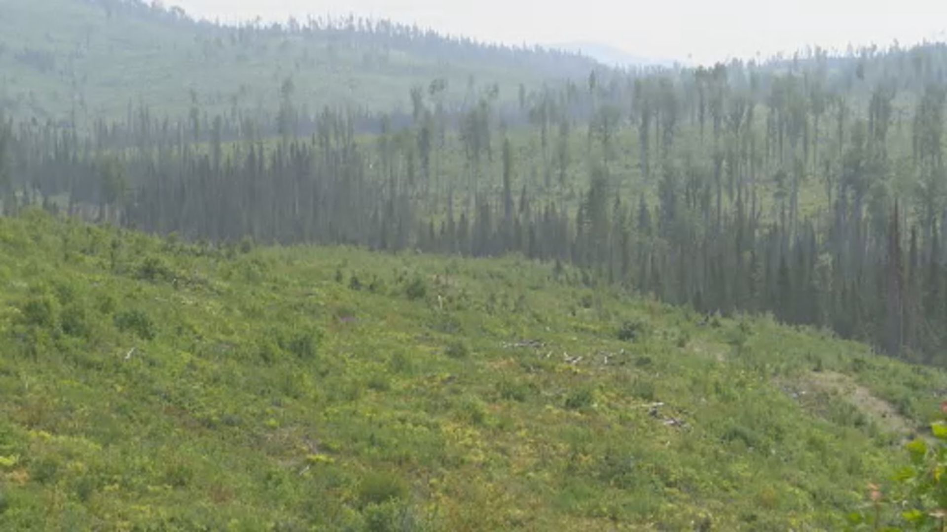 ‘Should have never happened’: B.C. MLA shocked with Indigenous band clearcutting  | 24CA News