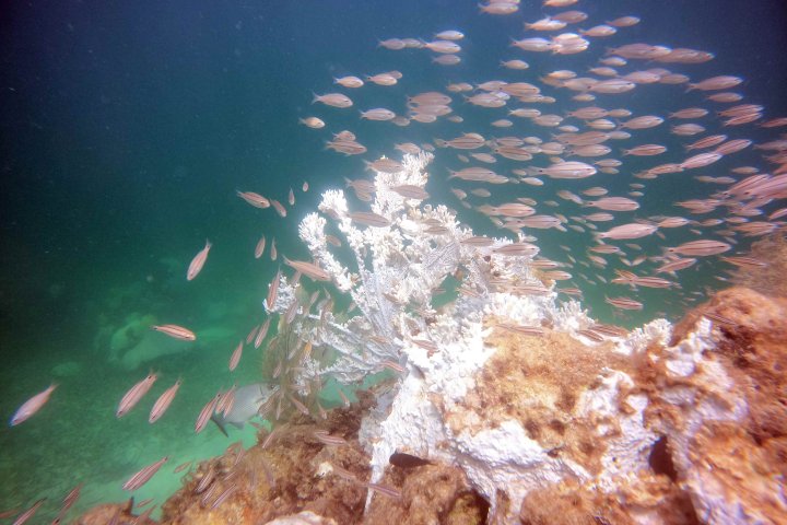 Florida’s coral reef bleaching months ahead of schedule under extreme heat