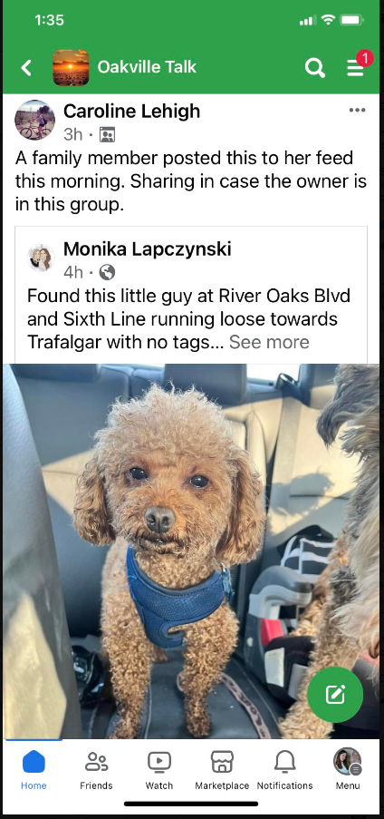 Brazen late-night carjacking and a ‘brown, tea-cup poodle’ along for the ride - image