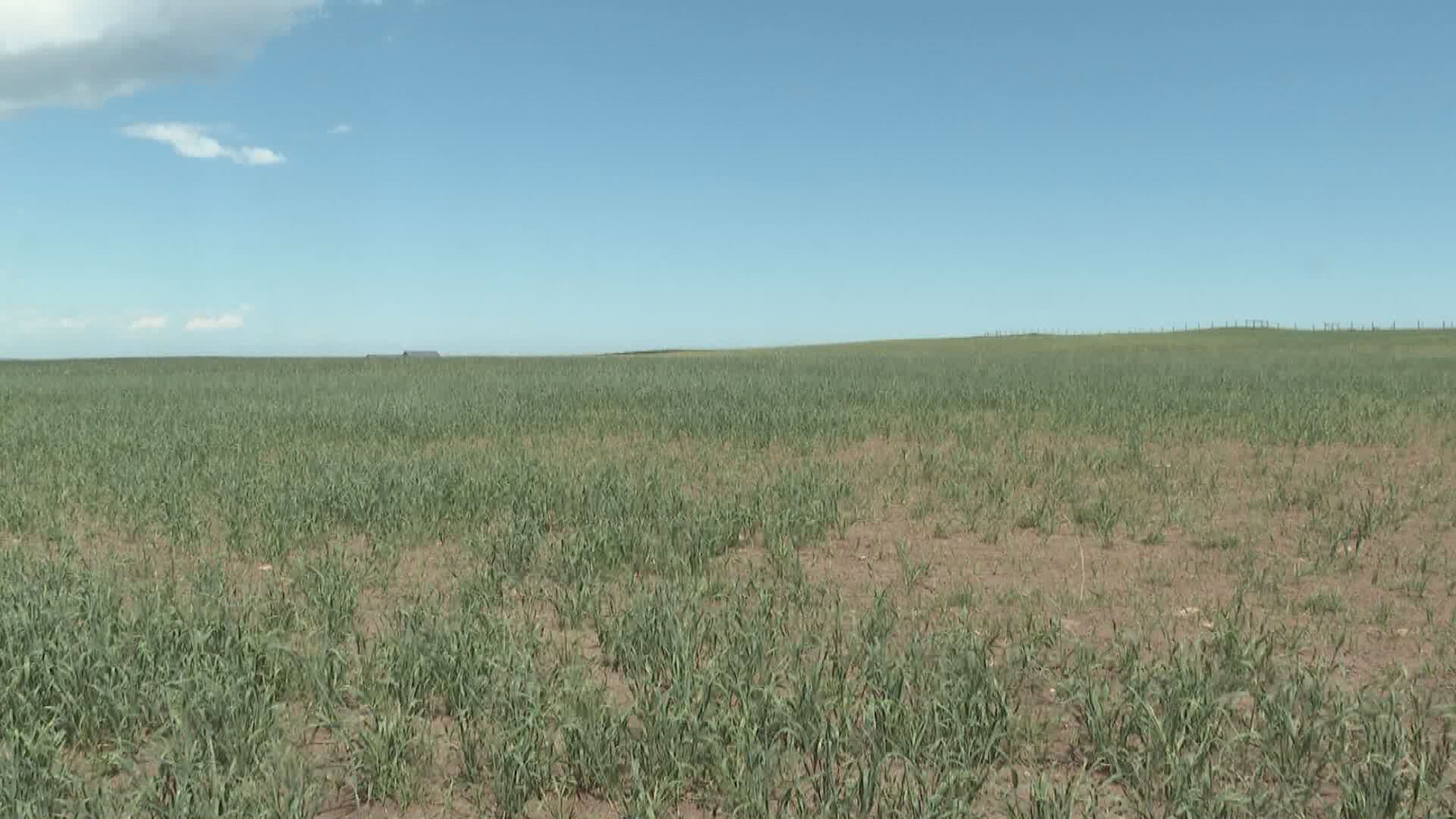 Calls for financial relief for Alberta farmers amid continued extreme conditions  | 24CA News