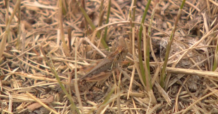 冬季温暖，2024年夏季将有更多的蝗虫，萨斯喀彻温省昆虫学家表示