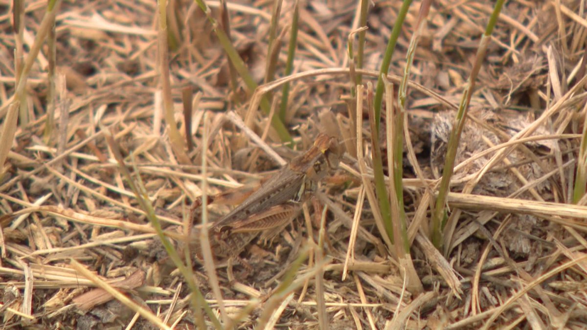 A Saskatchewan entomologist says Western Canada could see a lot of grasshoppers in the summer of 2024.