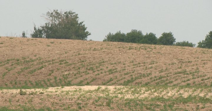 Saskatchewan farmers, ecosystems battle drought across province