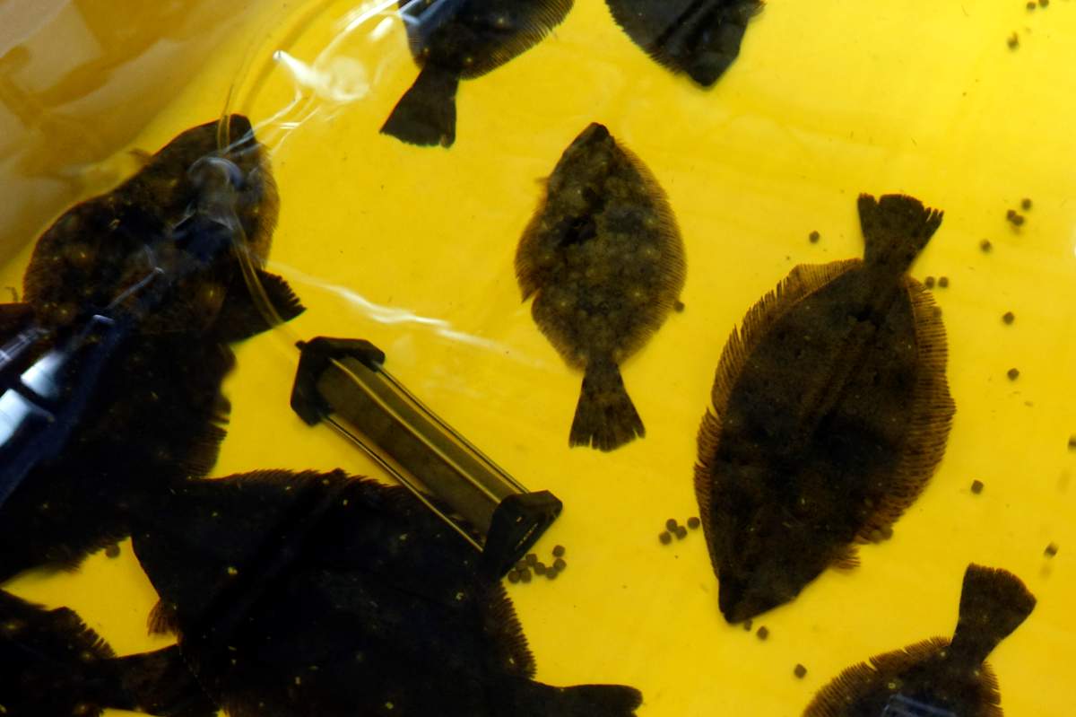 Flounders are raised in a fish tank filled with diluted treated radioactive wastewater at a laboratory at the Fukushima Daiichi nuclear power plant, operated by Tokyo Electric Power Company Holdings (TEPCO), in Okuma town, northeastern Japan, on Feb. 22, 2023. (AP Photo/Mari Yamaguchi)