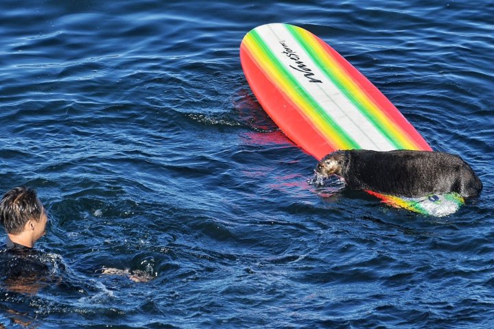 Grand theft otter: 'Aggressive' critter swiping surfboards, harassing ...