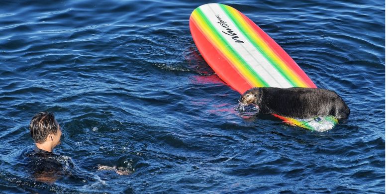 Grand theft otter: 'Aggressive' critter swiping surfboards, harassing swimmers