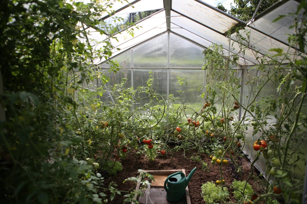 A greenhouse filled with plants including tomatoes. A watering can can be seen in the middle foreground.