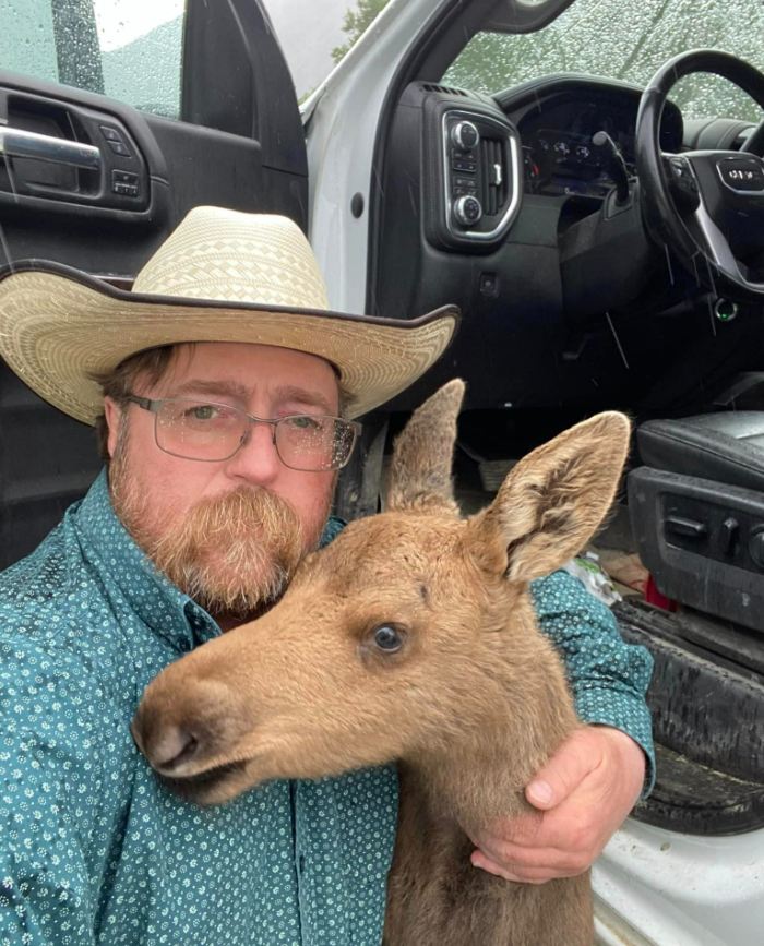 Moose calf survival hopeful - The Timberjay