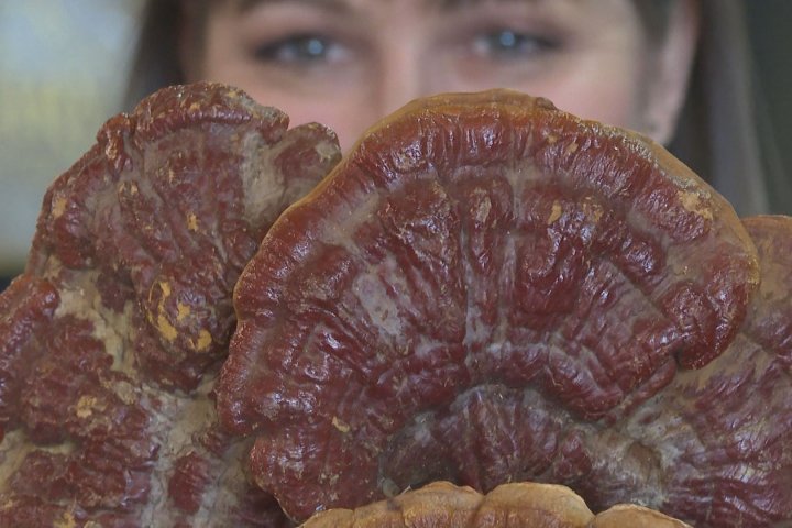 Lethbridge researcher looking closer at the magic of mushrooms