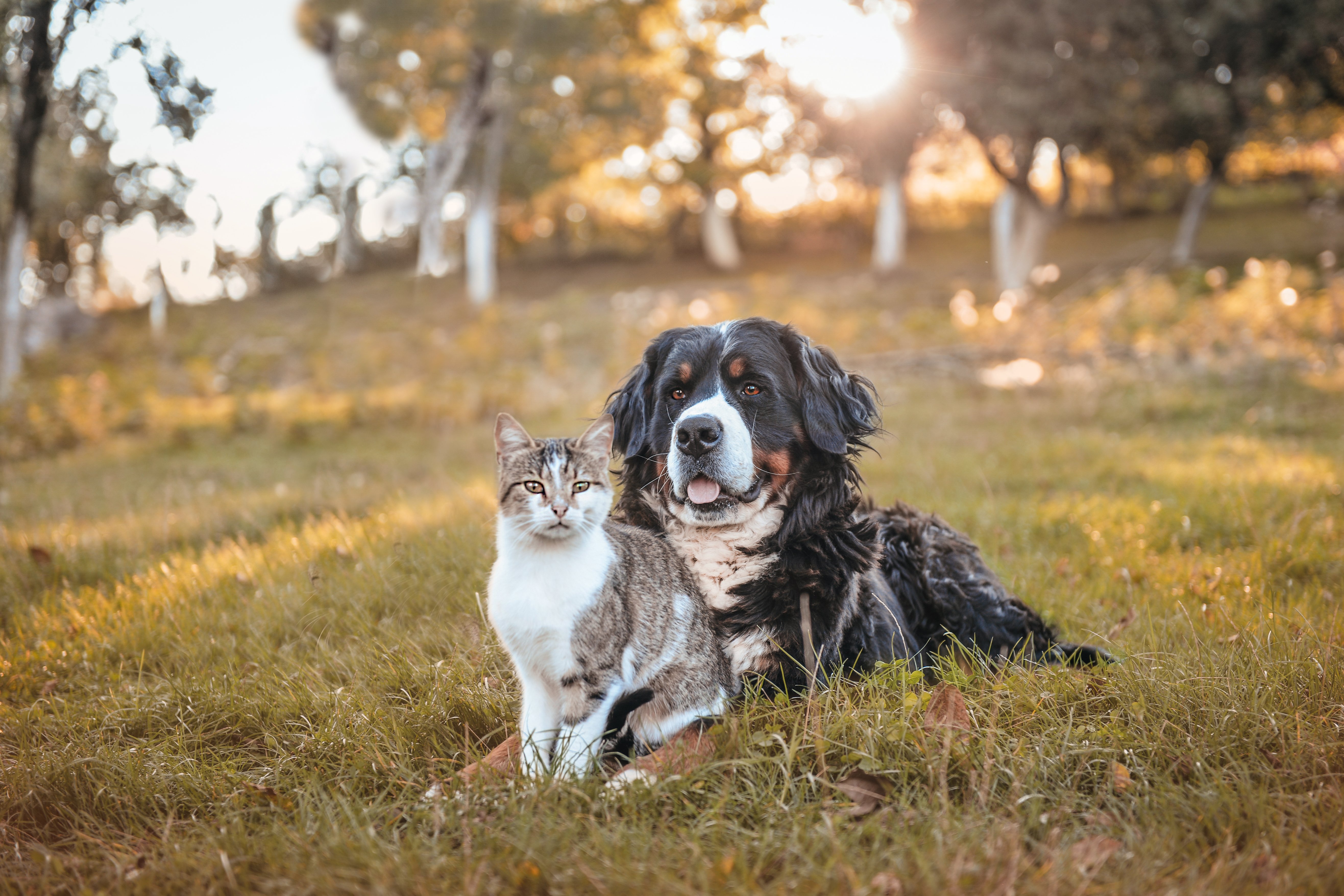 'Recipe for potential disaster': The hazards of extreme heat, wildfire smoke on your pet - National - Vimarsana News