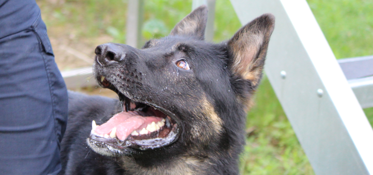 A closeup of the face of a police K9.
