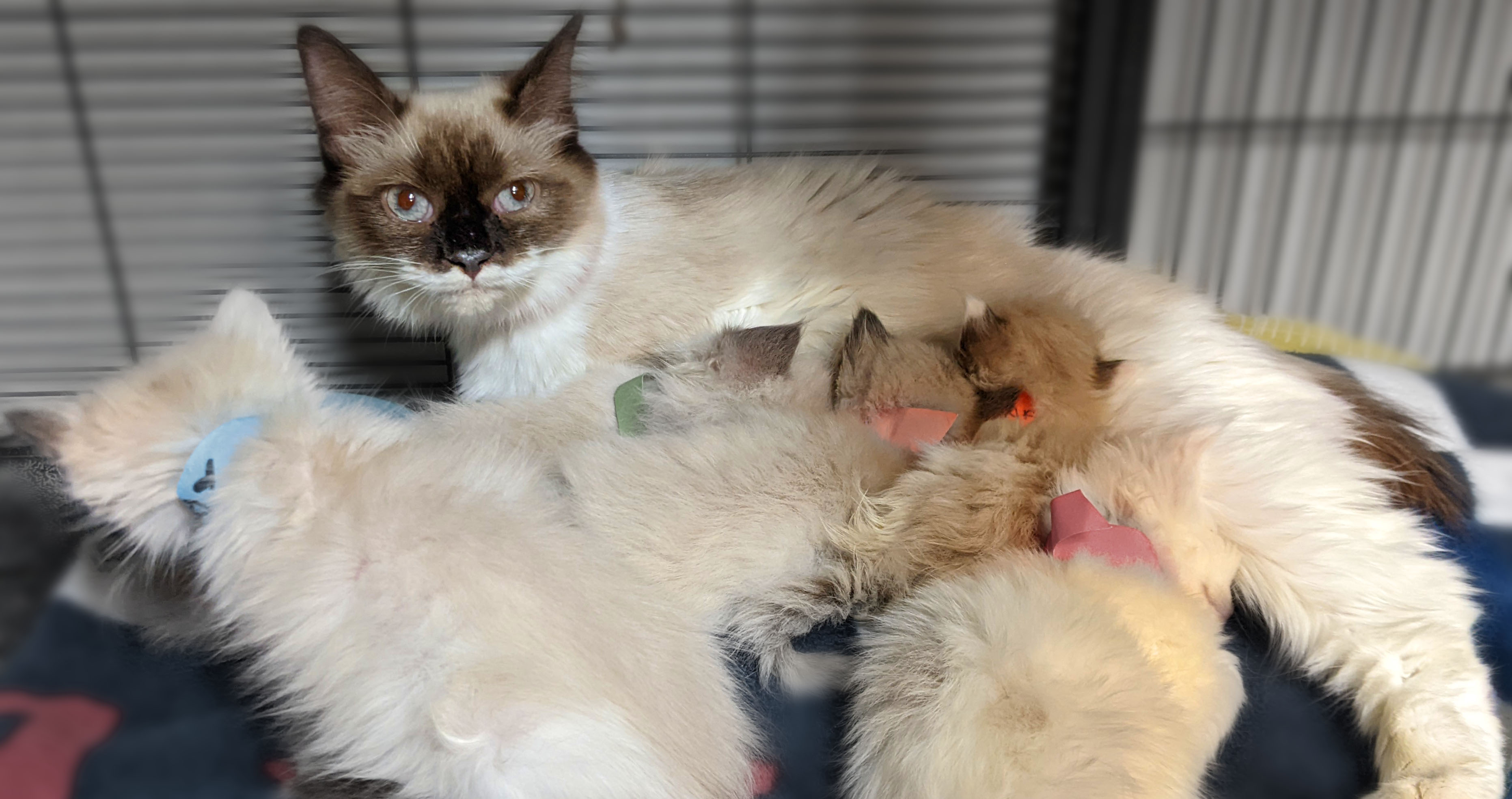 Ragdoll cat sale rescue