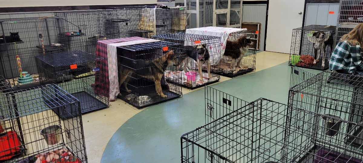 Edmonton animal rescue ‘in crisis’ with more than 450 animals in care ...