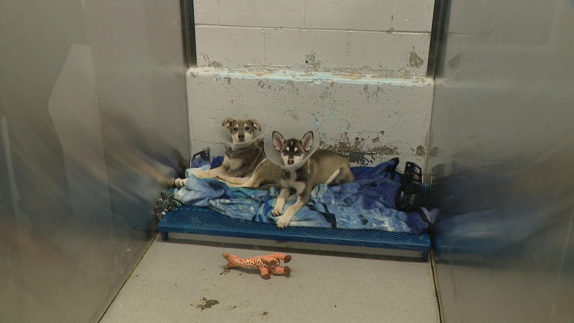 Unwanted puppy litters leaves Saskatoon pound overflowing by 300 per cent - Vimarsana News