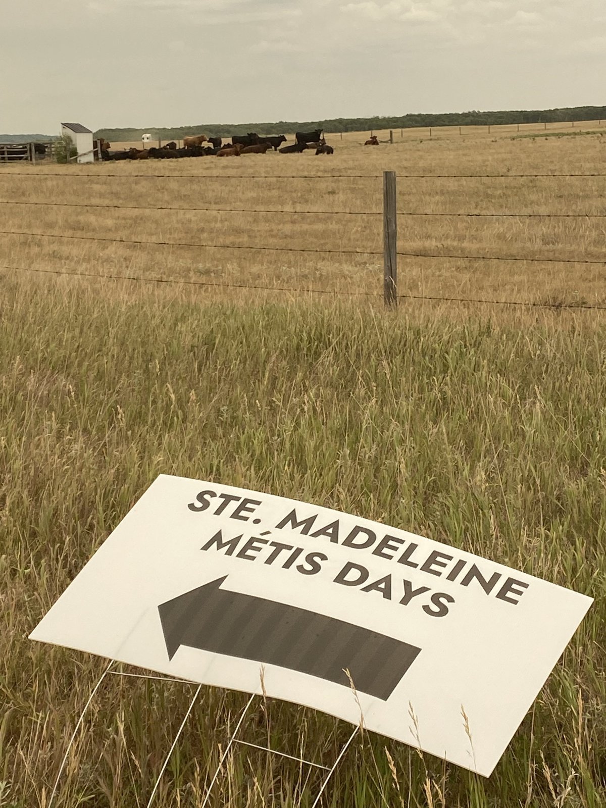 Those who make the pilgrimage to the former site of Ste. Madeleine  every third weekend in July, have to pass by cattle that remain here. The village was burned down in the 30s to make a government-owned community pasture. The Manitoba Metis Federation is in talks with the government of Manitoba to get this land back.