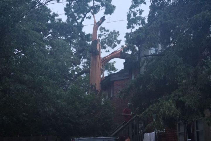 Large maple tree struck by lightning falls on 2 Toronto homes