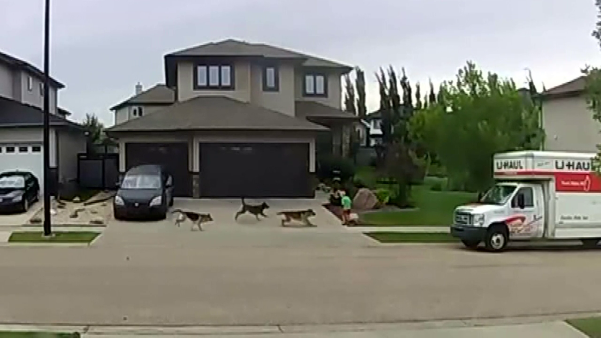 Three German Shepherd dogs attacked a 7-year-old boy in front of his home in Leduc, Alta. Tuesday, July 18, 2023.