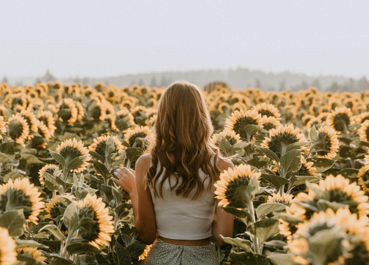 Bloom Flower Festivals Third Annual Sunflower Festival to Begin in September - image
