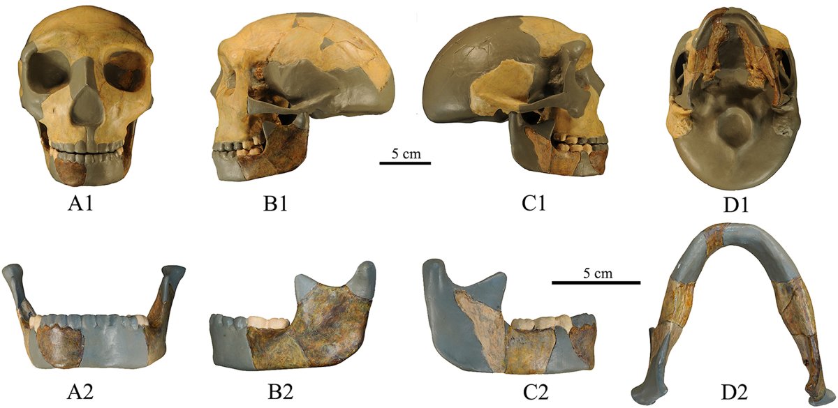 Reconstruction of a 300,000 year old skull found in Hualongdong, China, that could represent a new species of early human.