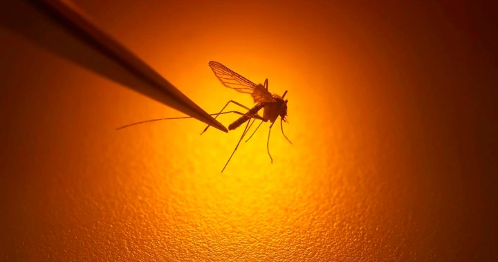 Досадно отблъскване: Жителите на зона F се борят с RDNO заради предложения подзаконов акт за контрол на комарите