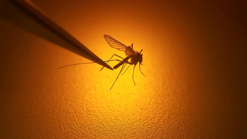 Pesky pushback: Area F residents fighting RDNO over proposed mosquito control bylaw