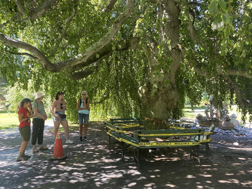 People check out a damaged tree at the Halifax Public Gardens on Wednesday, July 27, 2022. Just over a year ago, vandals scaled the park’s wrought iron fences in the middle of the night and used an axe to hack away at more than two dozen trees, some of them more than 200 years old. THE CANADIAN PRESS/Lyndsay Armstrong