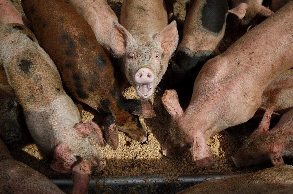Dozens of pigs didn't make it to market Thursday after a huge load of pork spilled onto Millar Avenue in Saskatoon. .