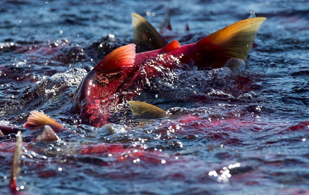 Spawning salmon are seen making their way up the Adams River in Roderick Haig-Brown Provincial Park near Chase, B.C. Tuesday, Oct. 14, 2014. The run of pink salmon on British Columbia's Fraser River is exceeding expectations this summer. THE CANADIAN PRESS/Jonathan Hayward.
